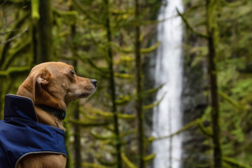 Portrait of a small Chihuahua dog in the nature with waterfall in the background. Taken in Lynn Valley, North Vancouver, British Columbia, Canada.