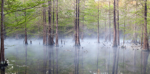 Foggy Swampy Cypress Panoramic Scene