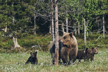 Female brown bear and her cubs. Matte style.
