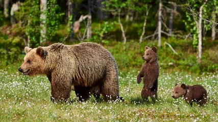 Tuinposter Vrouwelijke bruine beer en haar welpen © lucaar