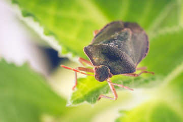 Green shield bug Palomena prasina
