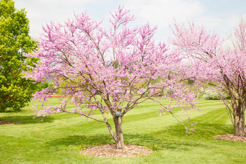 Cercis griffithii (Eastern redbud) is a large deciduous shrub or small tree, native to eastern North America from southern Ontario,Canada south to northern Florida. Blossoming tree