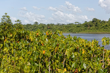 Fototapeta na wymiar Plante moucou-moucou envahissant les berges du fleuve Approuague dans la commune de Régina en Guyane française