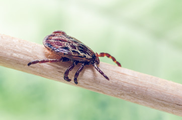 A dangerous parasite and a carrier of mite infection on a branch