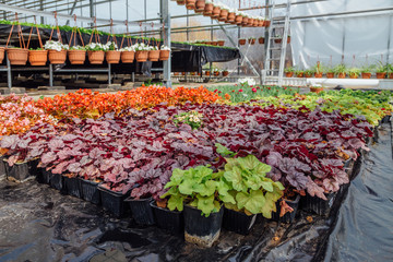 Growing heuchera in plastic flower pots in greenhouse 