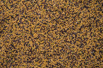 A mixture of yellow and black mustard seeds in the form of a texture