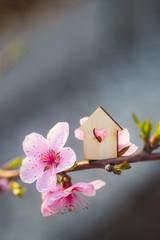 Wooden house with hole in form of heart surrounded by flowering branches of spring trees - 202828633