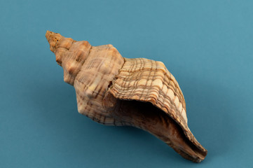 Sea shell with a spiral shape with bands of beige and brown.