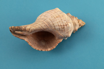An empty shell from a sea mollusk in the form of a spiral on a blue background.