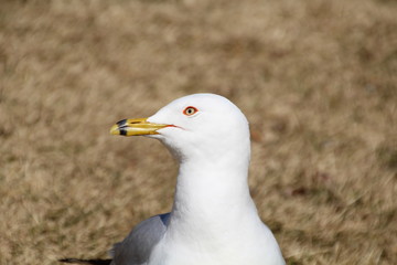 Closeup Of A Seagull, William Hawrelak Park, Edmonton, Alberta