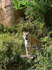 アムールトラのメス