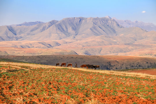 Dramatic beautiful mountain landscape with terrassed fields during spring, Lesotho, Southern Africa