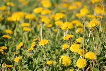 Obraz premium Field of dandelions yellow flowers and green grass