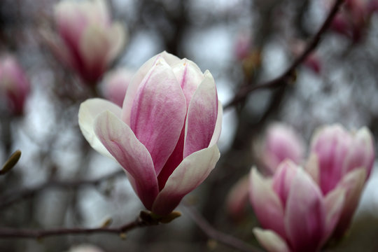 Magnolia flower on a blurry bokeh background. Flowers Magnolia flowering against a background of flowers. Soft focus image of blossoming magnolia flower in spring time.