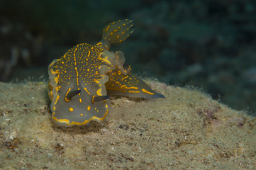 Invertebrate yellow walking on the sponge
