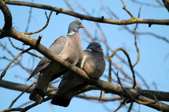 Pair of Common wood pigeons (Columba palumbus) sitting on branch against clear blue sky