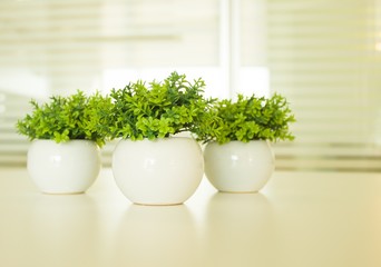 Fototapeta premium Plantas
