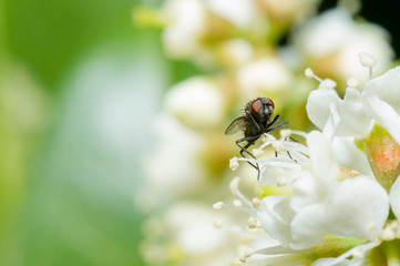 Fliege Makrofoto