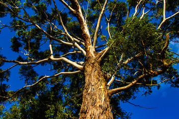 Eucalyptus tree in brazil