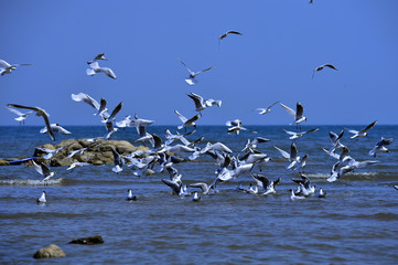 Seagulls fly in free