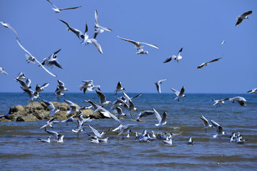 Seagulls fly in free