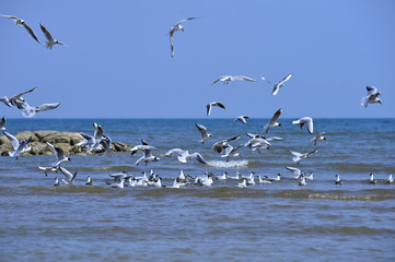 Seagulls fly in free
