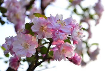 Chinese flowering crab-apple in spring