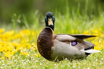 Mallard Protrait