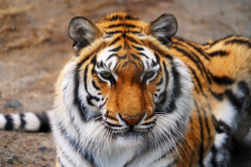 close up on front view of tiger