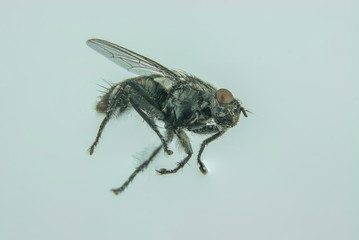 single black fly flying in home