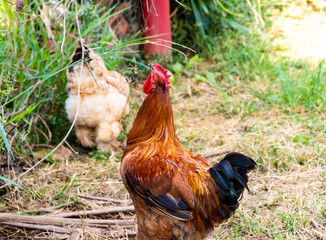 Rooster feeding from a plant