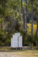 Bee hives for honey