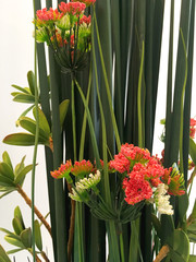 Flower and plant arrangement for decoration - 202835660