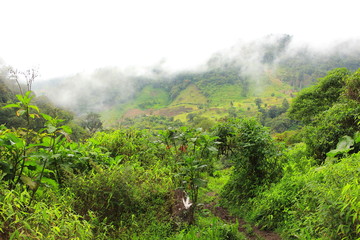 Massive rainforest and coffee plantations covered by mist and fog in close to the smaill town of Boquete, in Panama's western-most Province of Chiriquí.