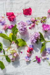 Summer, floral, artistic background with variety of petals and colors
