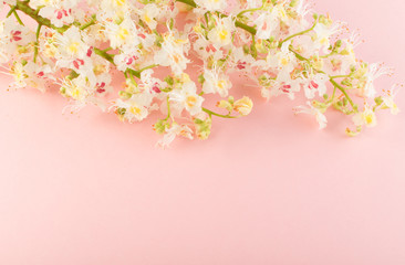 Obraz na płótnie Canvas Sprinf Flower Background