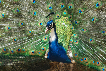 Obraz premium close up on blue peacock with spreading tail feather