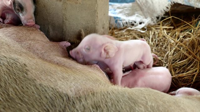 Newborn piglets grasping the sow's teats and suckling mother's milk ( close up )