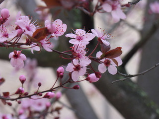 Pink cherry blossom, cherry blossom branch in Japanese style
