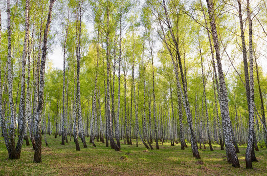 Fototapeta Birch forest in a sunny spring day