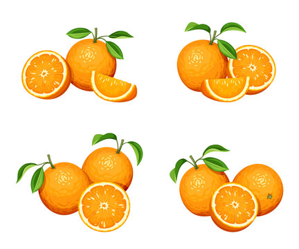 Vector set of orange fruit isolated on a white background.
