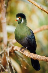 white-cheeked turaco bird, closeup view