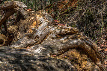 Fototapeta na wymiar Earth Toned Hues on a Fallen Tree in a Field
