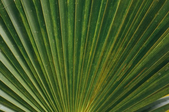 green leaf background of palm tree