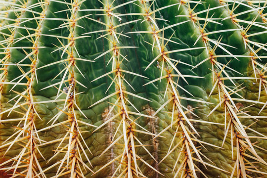 huge cactus background, closeup view