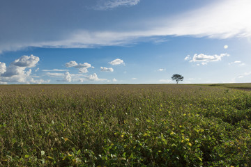 Plantation - Agricultural green soybean field landscape, on sunny day