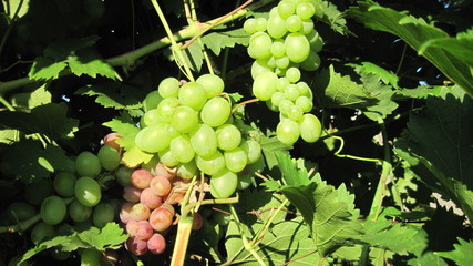 ripe grape