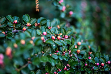 Obraz premium green bushes with red berries on it