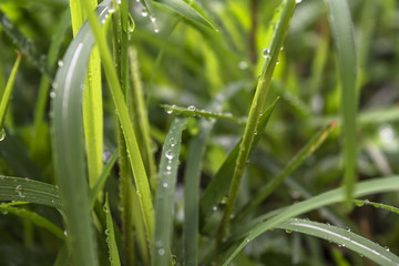 Fototapeta na wymiar water on the leaf and grass