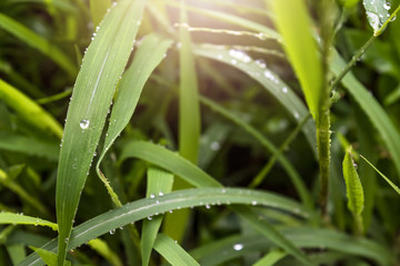 Fototapeta na wymiar water on the leaf and grass